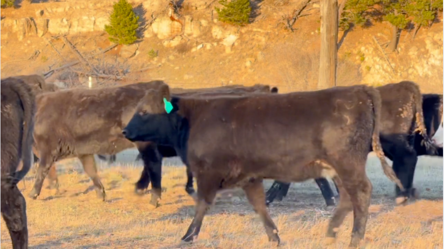 620 lbs ~ Fancy ~ coming of 2 reputable ranches in Northeast WY! Nov 20th delivery!- BS1027A5